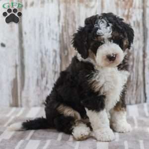 India, Mini Bernedoodle Puppy
